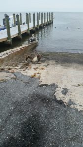 pelican flapping wings