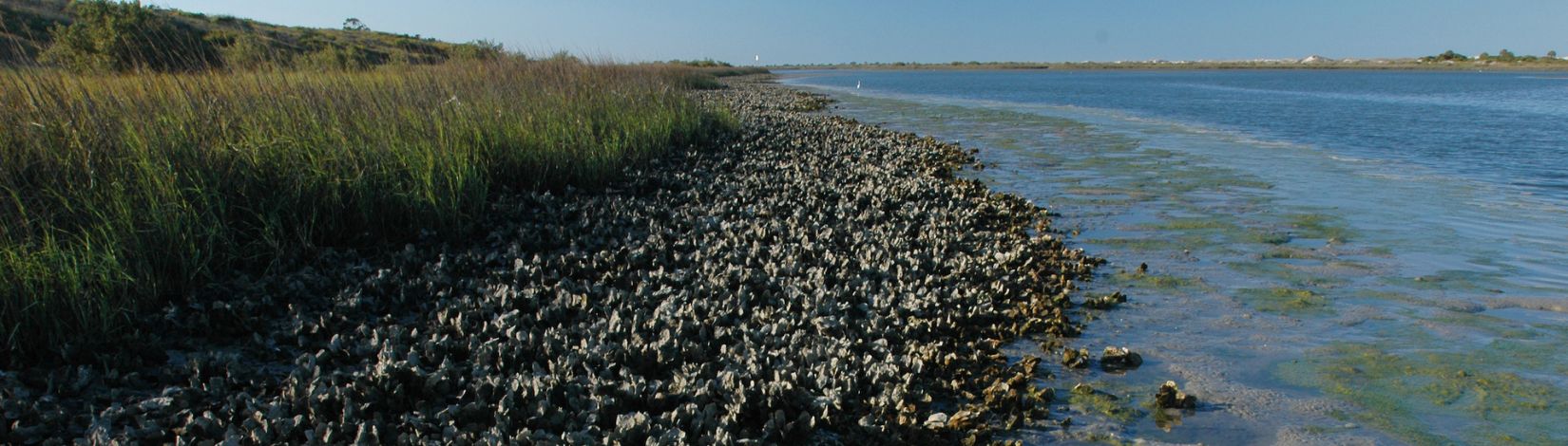 Exposed oyster beds at low tide along the shoreline at Anastasia State Park in Northeast Florida. Oyster beds, mollusks, shellfish, coastline, state parks.