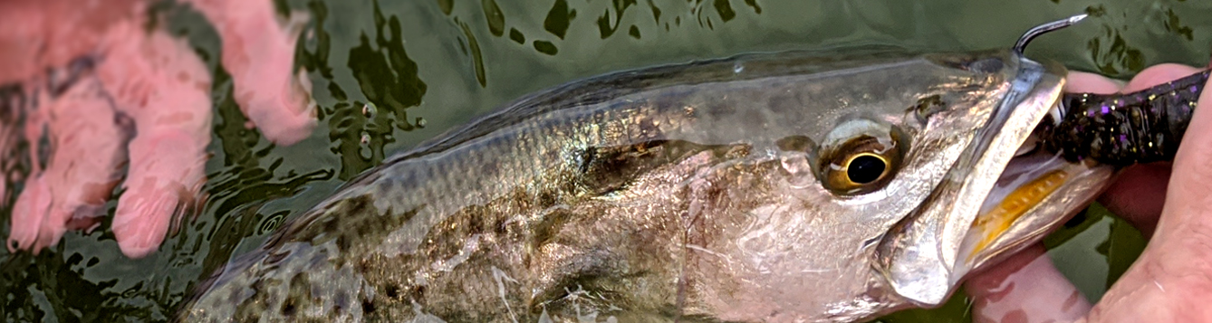 fish with hook in its mouth