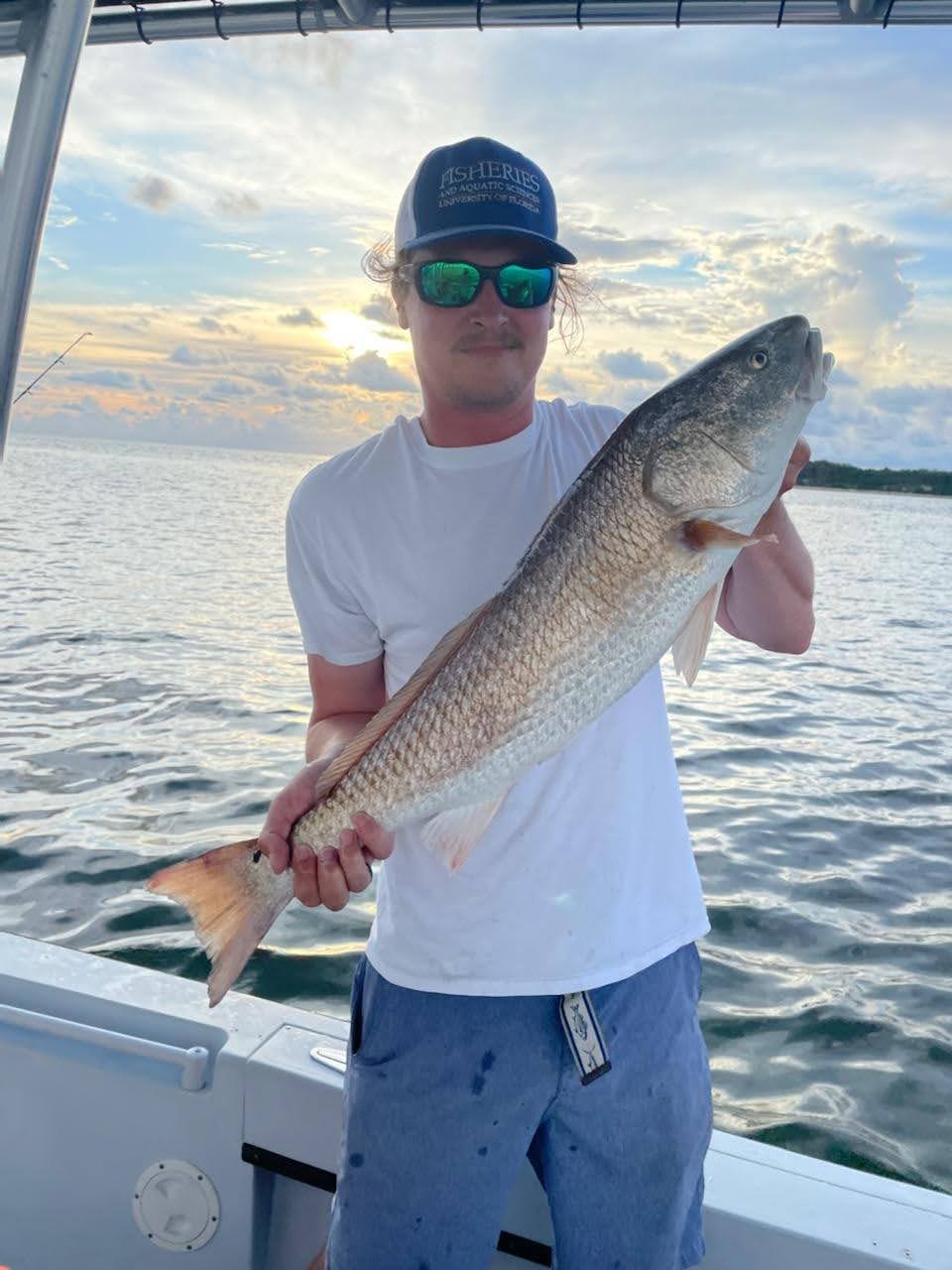 Common Snook New Predators in the Nature Coast! UF/IFAS Nature Coast