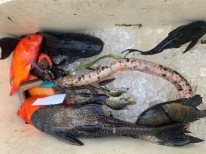A typical roundup of invasive fish species caught in a freshwater Miami, FL waterway, by electrofishing. Pictured species include armored catfish, various invasive cichlids, a rare calico patterned Asian swamp eel, spiny eel, and African jewelfish.
