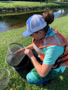 NCBS master’s student Zoey Hendrickson empties a minnow trap that was set in a residential canal in Miami, FL.