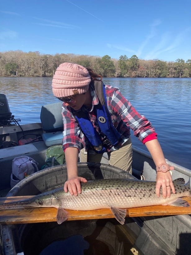 New River, Who Dis? Snook Habitat Expansion in the Nature Coast UF