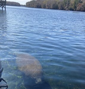 Photo 5. Other animals also rely heavily on springs plumes in the Suwannee River, namely manatees like this one in Manatee Spring that use the warm water of springs for thermal refuge in the winter. 