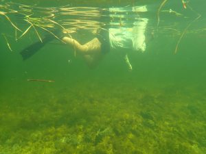 Snorkeling in the Big Bend
