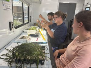Hensel Lab interns measuring eelgrass samples for a freshwater turtle grazing experiment with Thomas Lab (From front to back: Amelia Gomez Uribe, Madison Konash, Jake Rosner). 