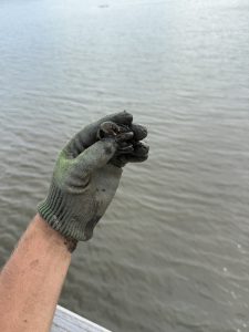 A photo of me holding a mud crab