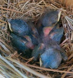 Eastern Bluebird chicks nesting.