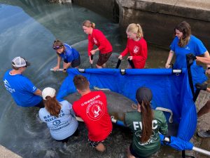 Intern Julia with staff and volunteers lowering a manatee into the water. 