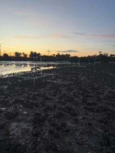A photograph of an oyster reef, fit with bird and snail exclusion plots, at sunset.
