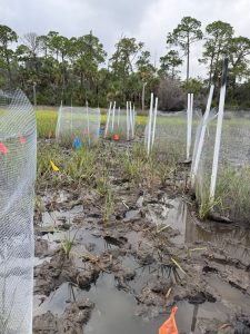 Exclusion cages set up in the marsh.