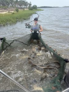 A 600-ft haul seine with over 70 black drums (Pogonias cromis).