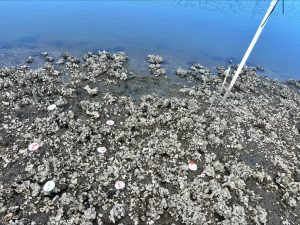 Photo of sediment trap treatments across oyster reef locations from the initial sedimentation independent project setup.