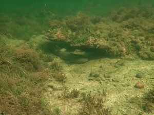 Nurse shark under water