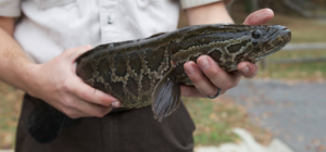 Channa argus, Northern Snakehead. 