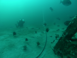 An underwater shot of lionfish and a diver.