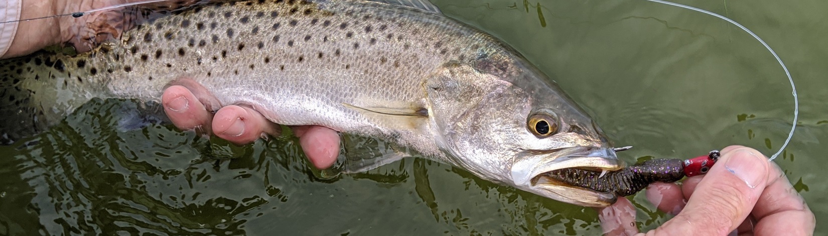 Field test of bite-shortened hook