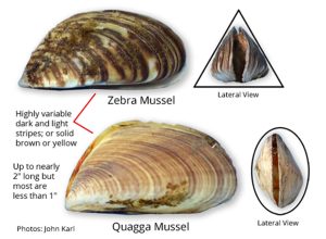 Zebra Mussel and Quagga Mussel