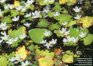 Crested floatingheart, a non-native and prohibited plant in Florida.