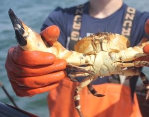 Researcher Holding Stone Crab
