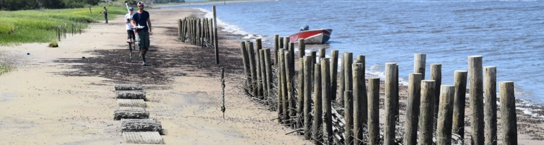 NCBS Intern Audrey Batzer walks toward an experimental shoreline site
