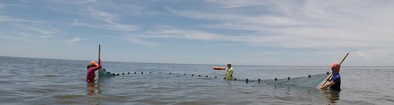 Sam and field team deploy a seine net