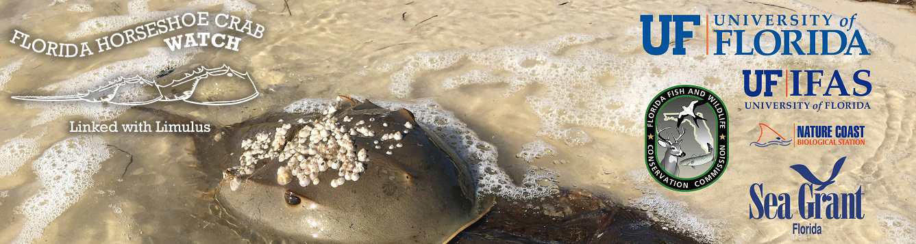 Florida Horseshoe Crab Watch