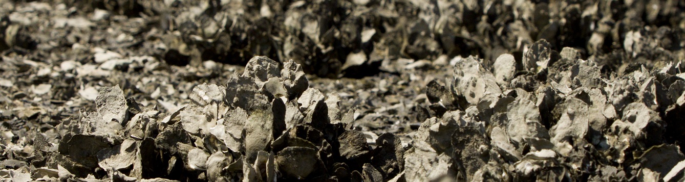 Oyster beds off of the coast of Cedar Key, Florida.
