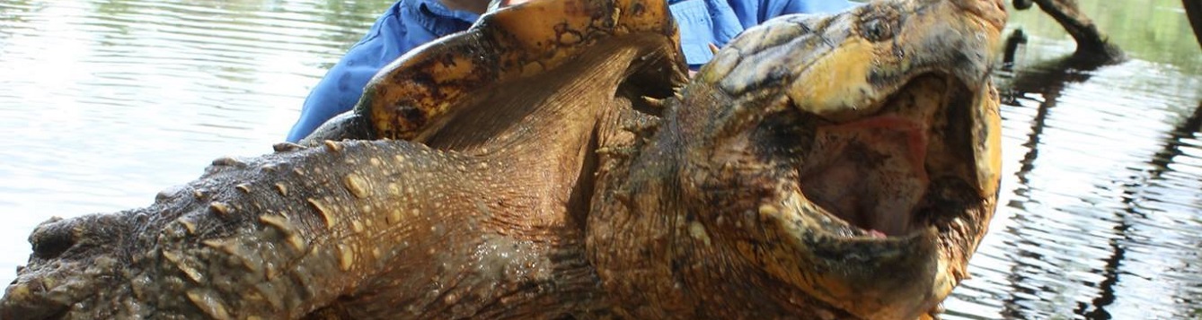 Travis Thomas hoists an alligator snapping turtle out of the Suwannee River