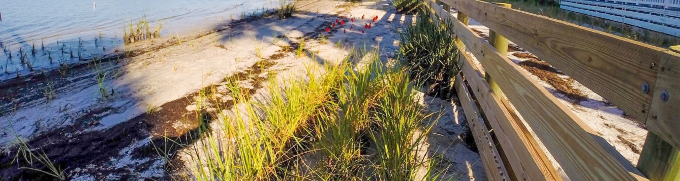 shoreline with transplanted marsh grass that will grow into a living shoreline