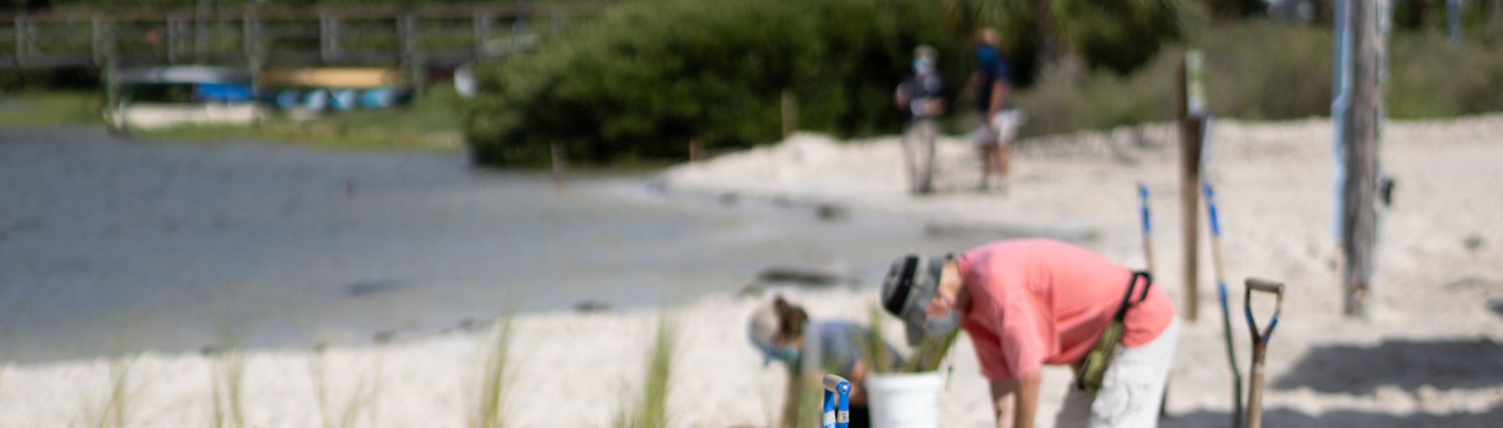 Volunteers planting saltmeadow cord grass in the sand for a Sea Grant Living Shoreline restoration in Cedar Key, Florida.