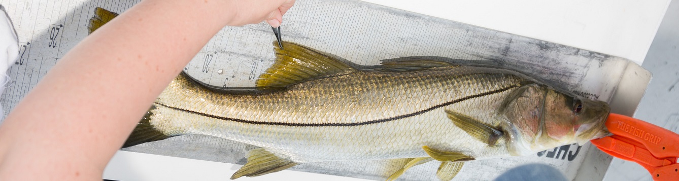 snook being measured