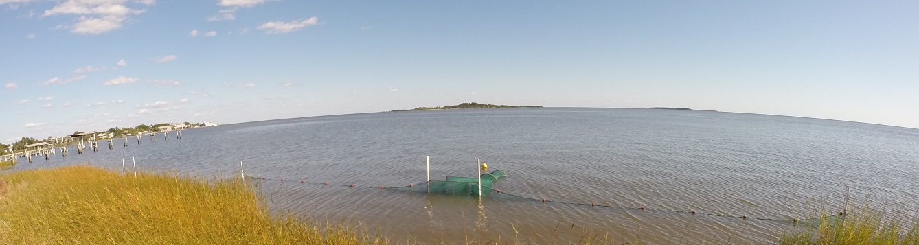 A fyke net captures organisms as they flee from the marsh on a falling tide