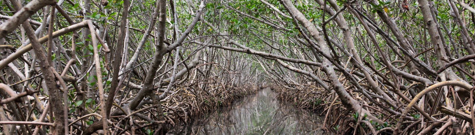 Mangrove tunnels at Weedon Island Preserve in Pinellas County, Florida.