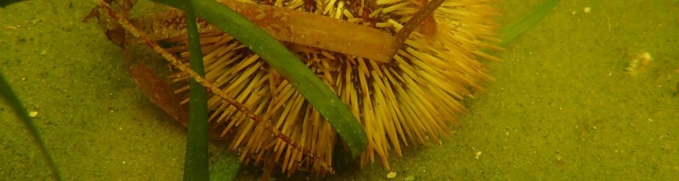 sea urchin
