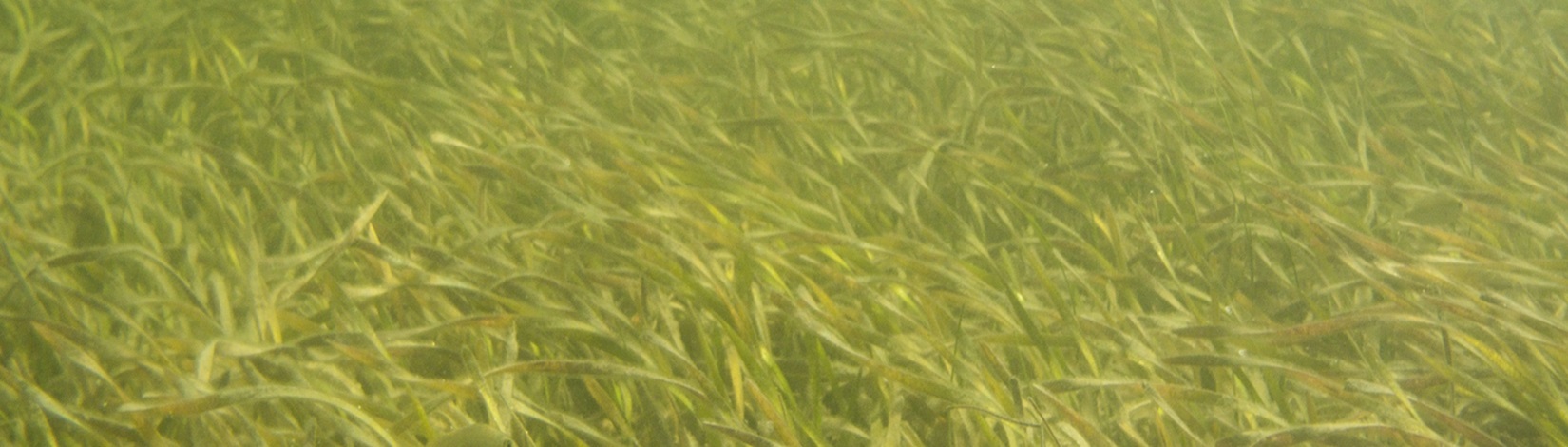 Seagrass beds off of the coast of Cedar Key, Florida.
