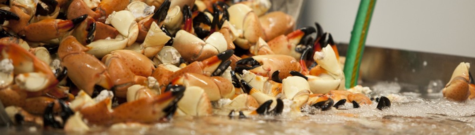 Stone crab claw being processed for sale.