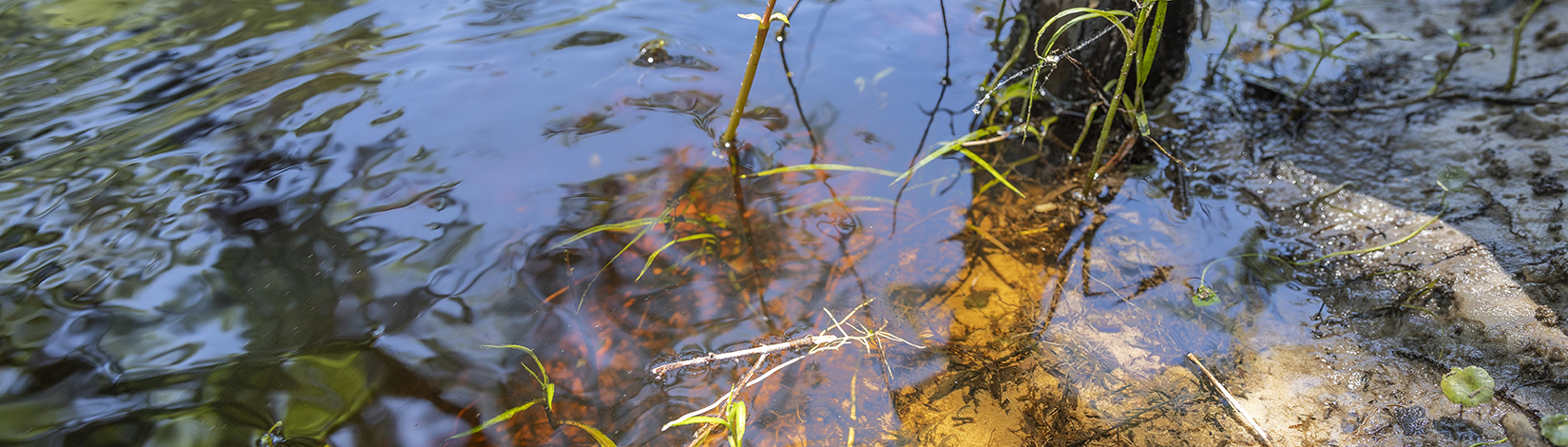 Bank of the Santa Fe River.