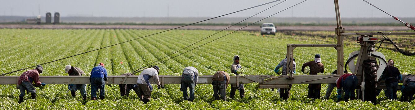 Workers picking and loading lettuce onto a conveyor belt featured image