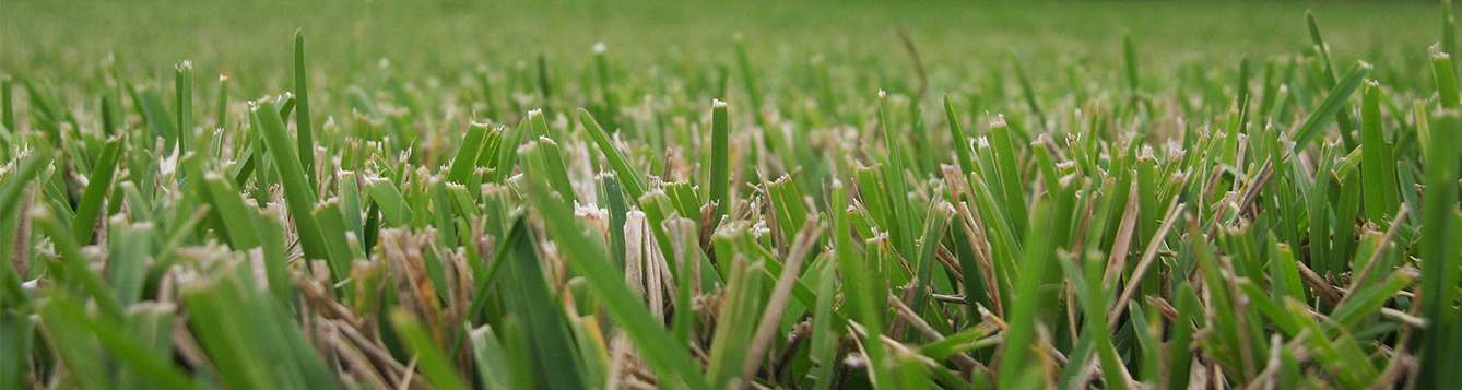 UF experts suggest ways to save water during drought - News