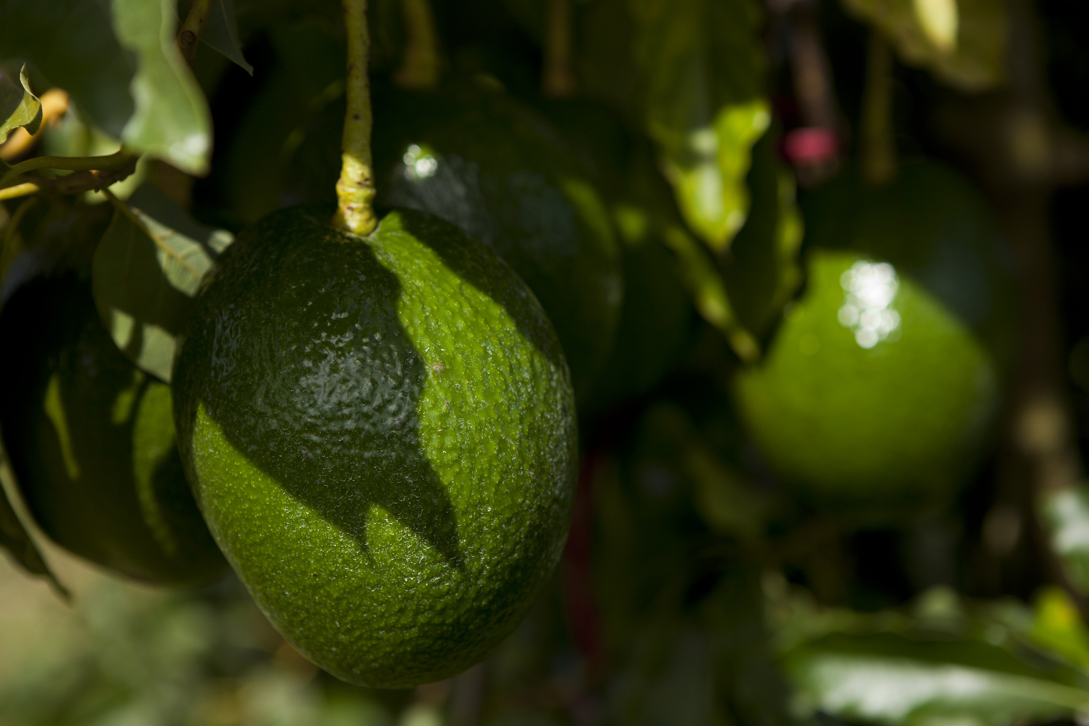 Dangerous avocado pathogen grows faster in cooler temperatures News