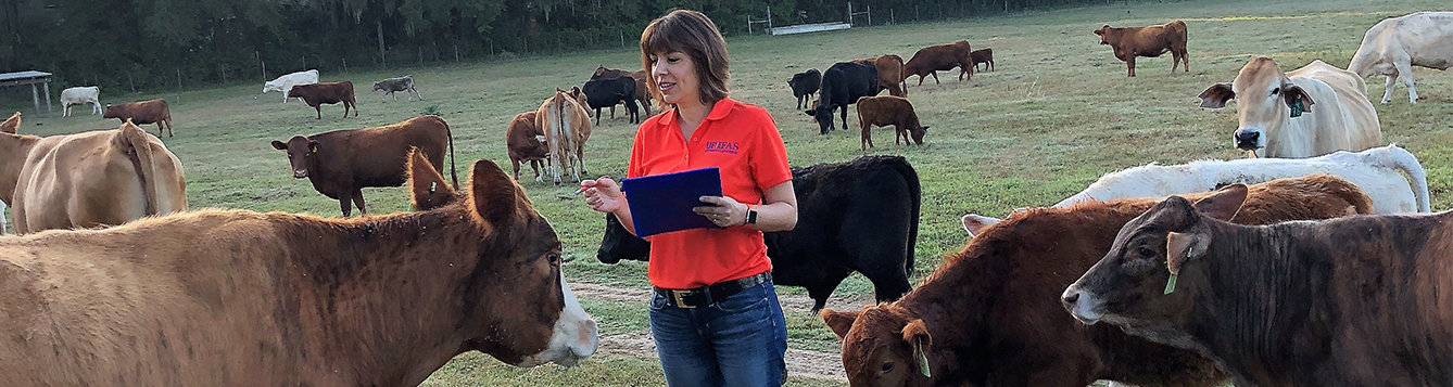 Uf Beef Researcher Tries To Find Healthier Cattle News