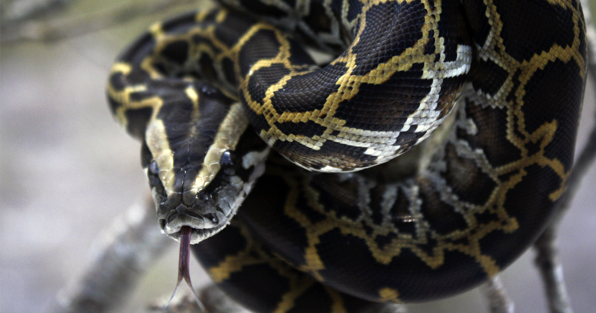 DNA Evidence Shows Burmese Pythons Infiltrating Everglades Bird ...