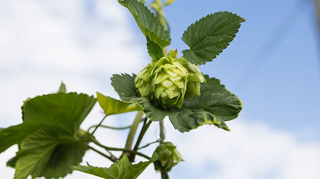 Plant Breeding Program University Of Florida Institute Of Food And Agricultural Sciences 4184