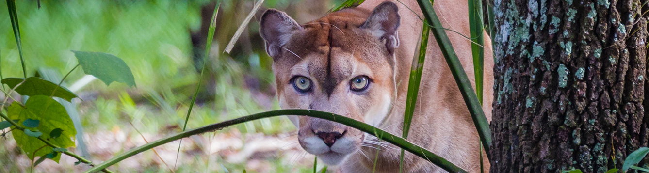 Geneticist says Florida panther still deserves endangered species