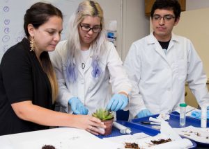 Newswise: UF/IFAS TREC Plant Diagnostic Clinic:Keeping Florida’s Diverse Horticulture Industry Healthy