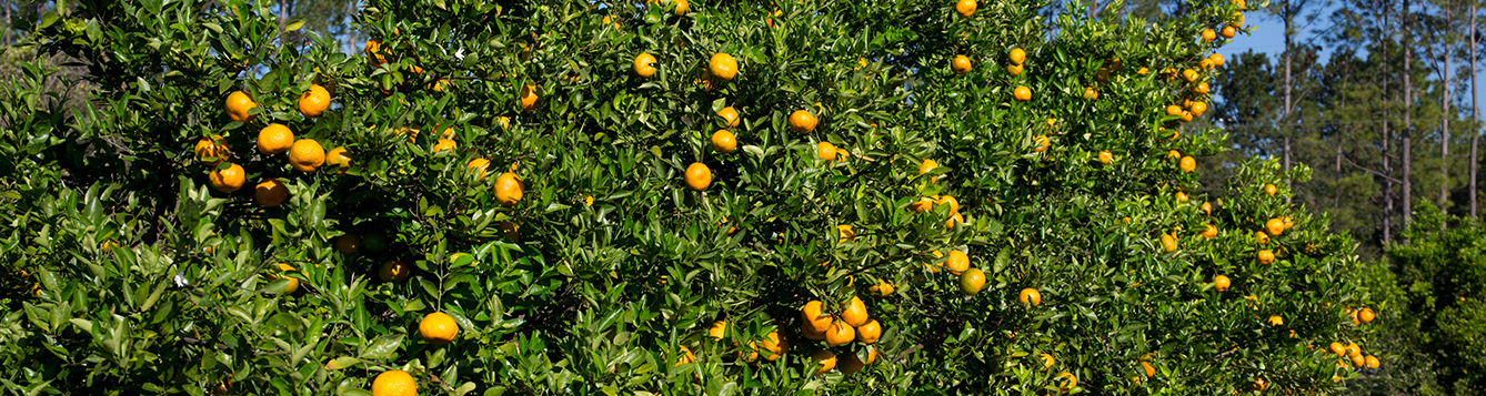 Newswise: Plant Improvement Specialist to Ensure New Citrus Varieties Have Best Traits