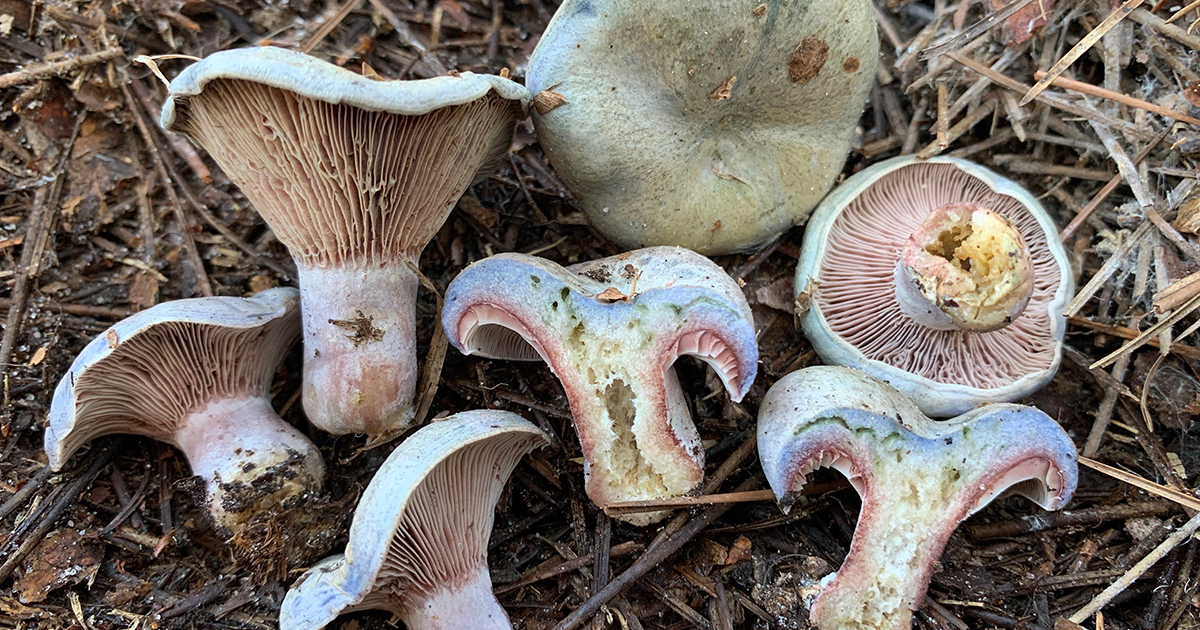 Is this poisonous? For UF mushroom expert, COVID19 means more