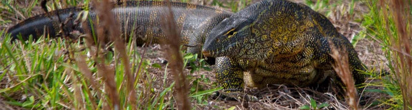 Nile monitor lizards, the aggressive, invasive beasts will eat anything