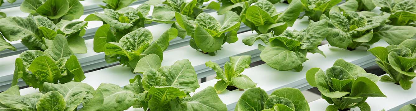 rows of lettuce grown hydroponically